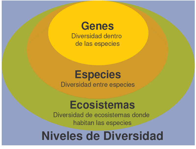 Niveles de la Biodiversidad (Portal Académico UNAM)